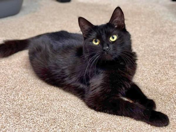 adoptable Cat in Millersville, MD named Grape