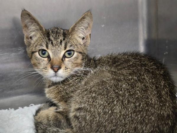 adoptable Cat in Millersville, MD named Expect More