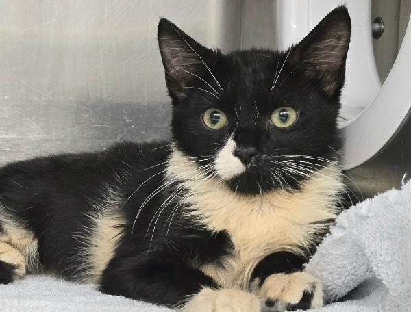 adoptable Cat in Millersville, MD named Target