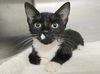 adoptable Cat in , MD named Tarjay