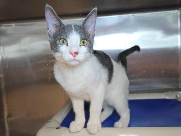 adoptable Cat in Millersville, MD named Arthur