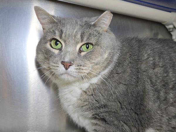 adoptable Cat in Millersville, MD named Baby Girl