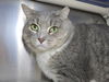 adoptable Cat in , MD named Baby Girl