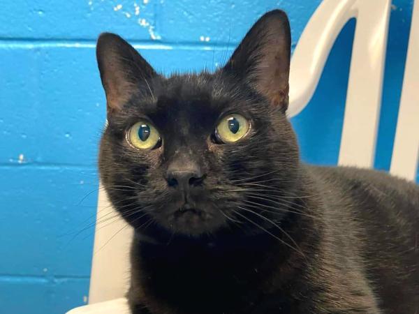 adoptable Cat in Millersville, MD named Lea