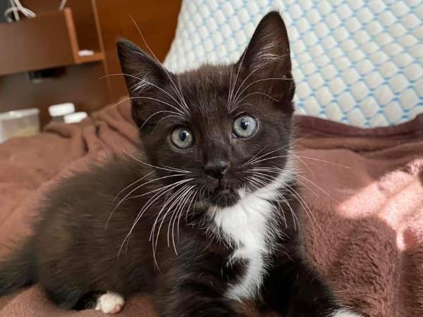 adoptable Cat in Millersville, MD named Mash