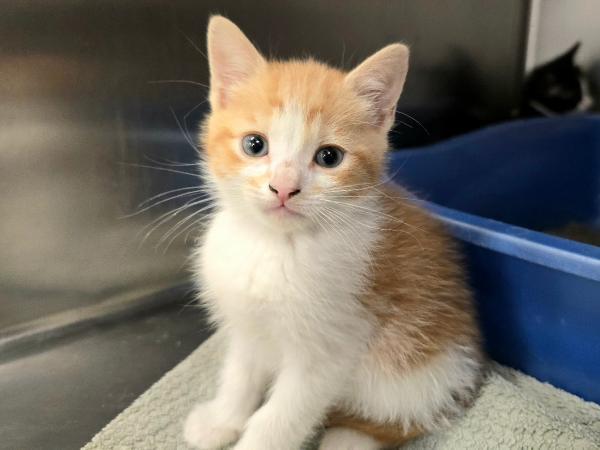 adoptable Cat in Millersville, MD named Chimera