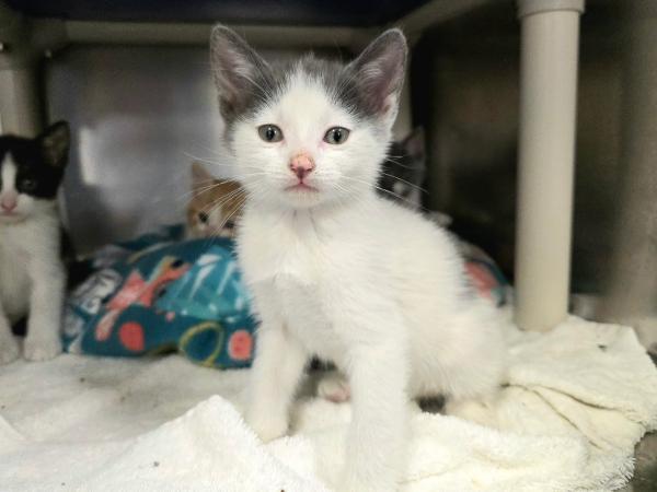 adoptable Cat in Millersville, MD named Leshy