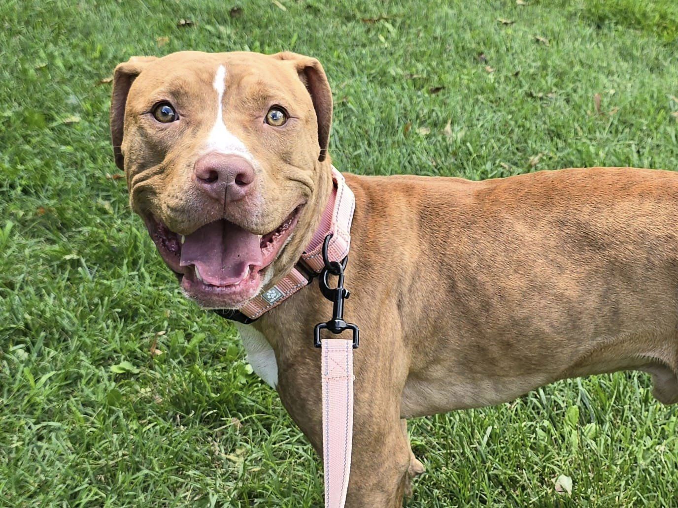 adoptable Dog in Millersville, MD named Swingset