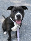 adoptable Dog in Millersville, MD named Medusa