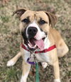 adoptable Dog in Millersville, MD named Remus