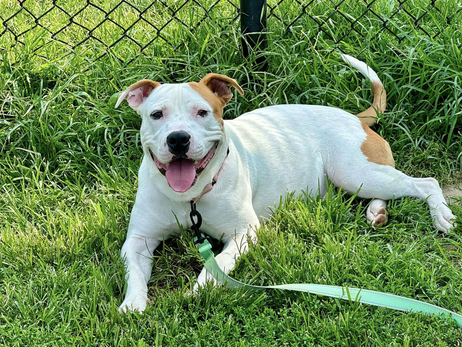 adoptable Dog in Millersville, MD named Shakey Cheese