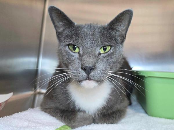 adoptable Cat in Millersville, MD named Baby Lector