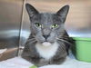 adoptable Cat in , MD named Baby Lector