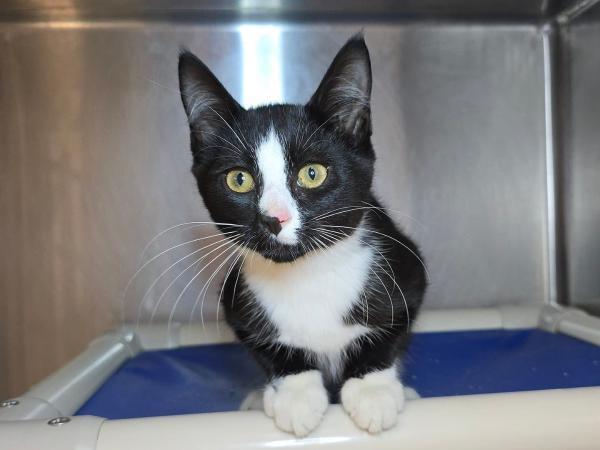 adoptable Cat in Millersville, MD named Johnny Storm