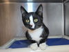 adoptable Cat in , MD named Johnny Storm