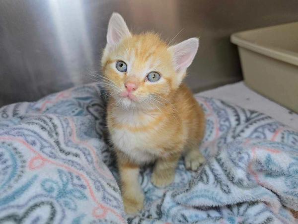 adoptable Cat in Millersville, MD named Kraft