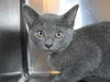 adoptable Cat in , MD named Seasmoke