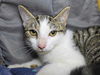 adoptable Cat in Millersville, MD named Stacy