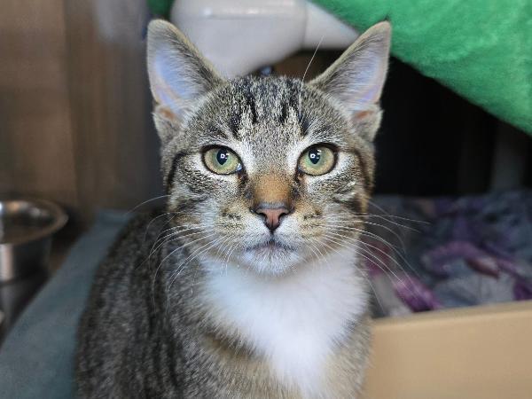 adoptable Cat in Millersville, MD named Tootie