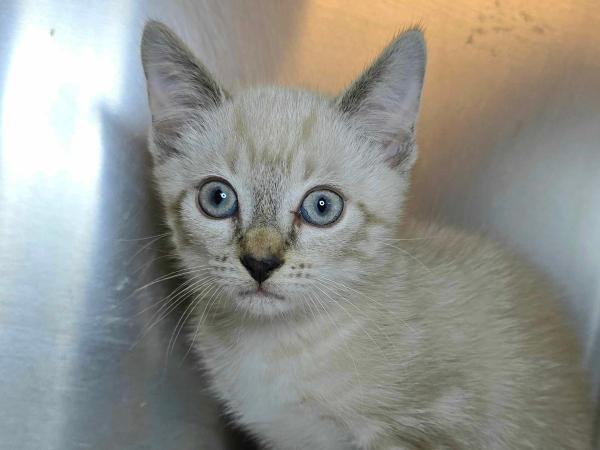 adoptable Cat in Millersville, MD named Vhagar