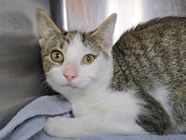 adoptable Cat in Millersville, MD named Yasso