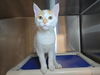 adoptable Cat in Millersville, MD named Egg Yolk