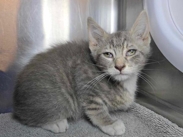 adoptable Cat in Millersville, MD named Finnick