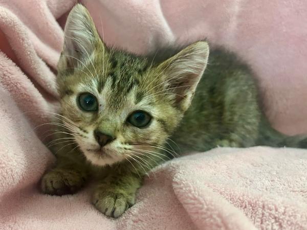 adoptable Cat in Millersville, MD named Lentil