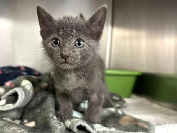 adoptable Cat in Millersville, MD named Schwifty