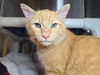 adoptable Cat in Millersville, MD named Skippy