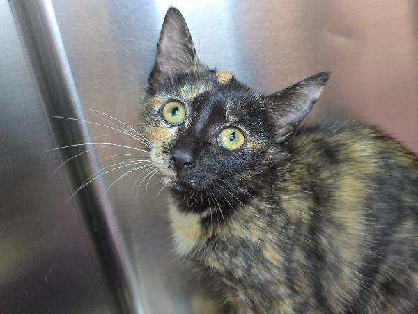 adoptable Cat in Millersville, MD named Vinaigrette