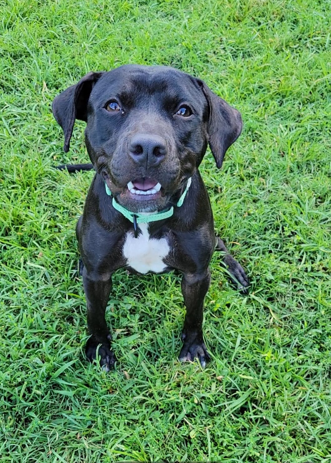 adoptable Dog in Millersville, MD named Cheez-it