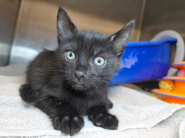 adoptable Cat in Millersville, MD named Banjo