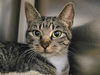 adoptable Cat in Millersville, MD named Guinevere