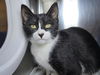 adoptable Cat in Millersville, MD named Ladypool