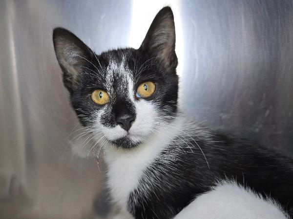 adoptable Cat in Millersville, MD named Yukio