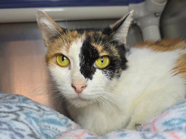 adoptable Cat in Millersville, MD named Avery