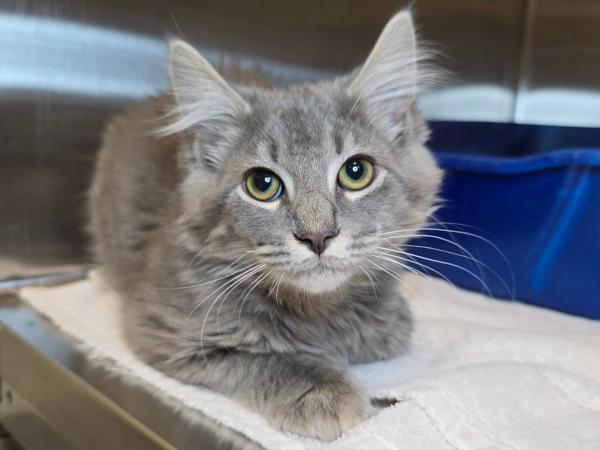 adoptable Cat in Millersville, MD named Dust Bunny