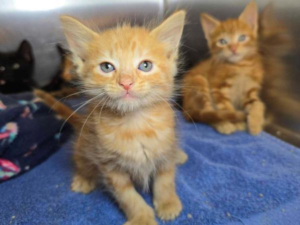 adoptable Cat in Millersville, MD named Horsey