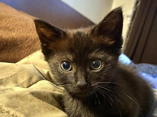 adoptable Cat in Millersville, MD named Mish