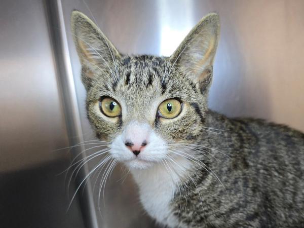 adoptable Cat in Millersville, MD named Pretty Please