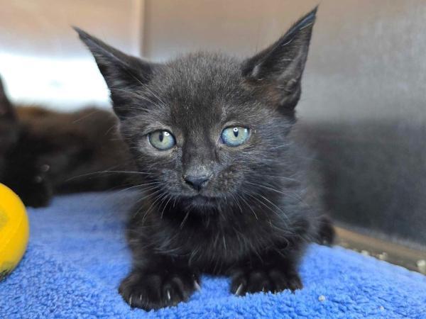 adoptable Cat in Millersville, MD named Quackers