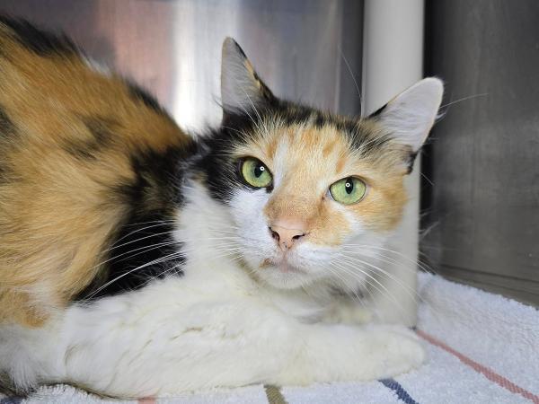 adoptable Cat in Millersville, MD named Sadi