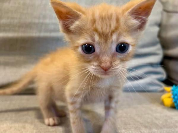 adoptable Cat in Millersville, MD named Smokey Mesquite