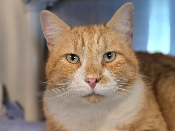 adoptable Cat in Millersville, MD named Valoo