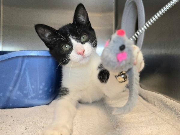 adoptable Cat in Millersville, MD named Wolverine