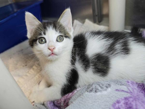 adoptable Cat in Millersville, MD named Dipper Pines