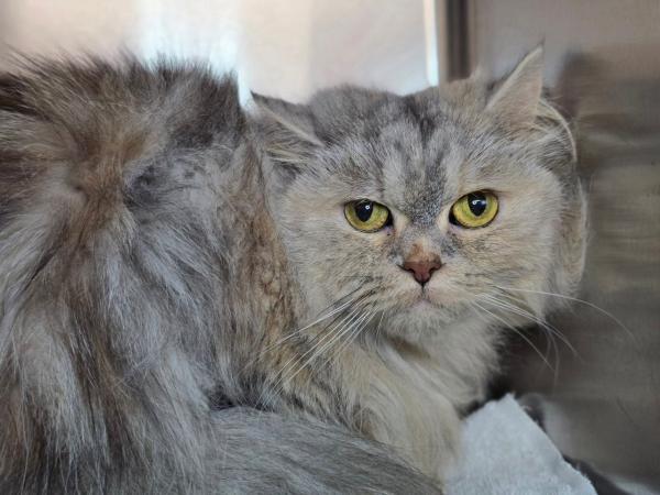 adoptable Cat in Millersville, MD named Fluffy