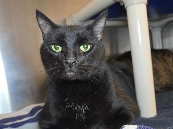 adoptable Cat in Millersville, MD named Hiccup