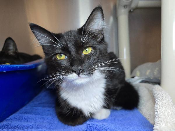 adoptable Cat in Millersville, MD named Krom